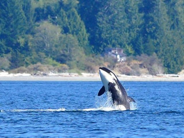 4 Hour Whale and Wildlife Covered Boat Tour | Vancouver Island