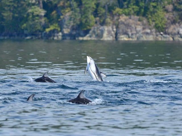 6 Hour Whale Watching Covered Boat Tour | Vancouver Island