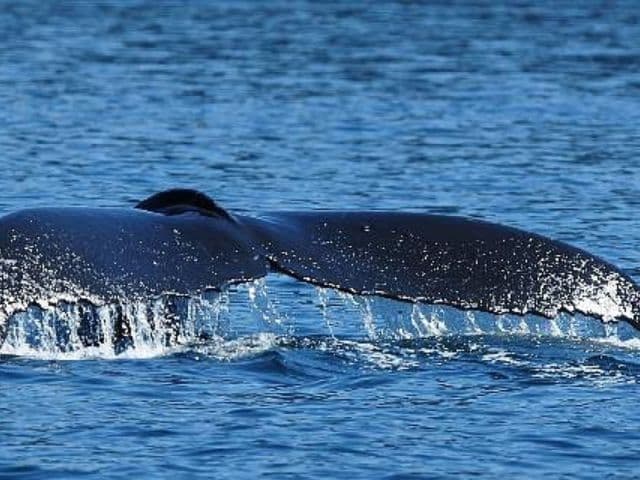 6 Hour Whale Watching Open Zodiac Tour | Vancouver Island