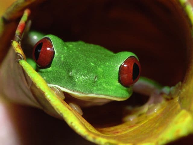 Exclusive Night Walk | La Fortuna