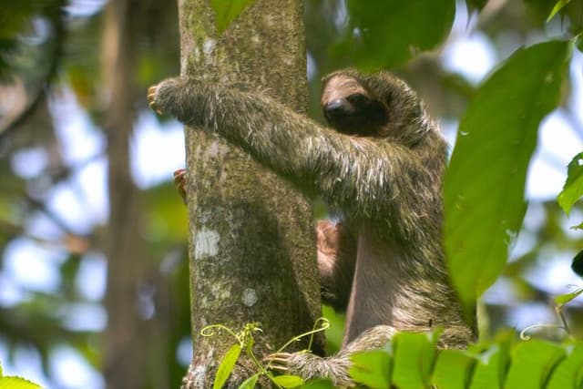 Slothies and Birds | Arenal, Costa Rica