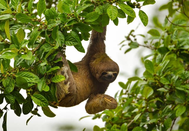Majestic River -  5-day excursion at Peruvian Amazon