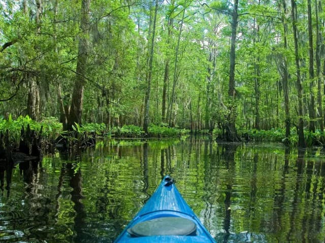 Manchac Swamp Wildlife Kayak Tour | Louisiana
