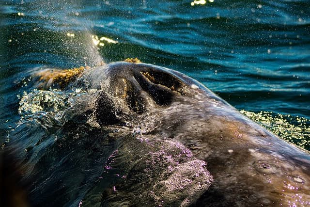 Gray Whale journey: 10 hour tour with 3 hours of whale watching | La Paz