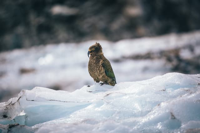 Franz Josef to Christchurch via Hokitika (One Way)