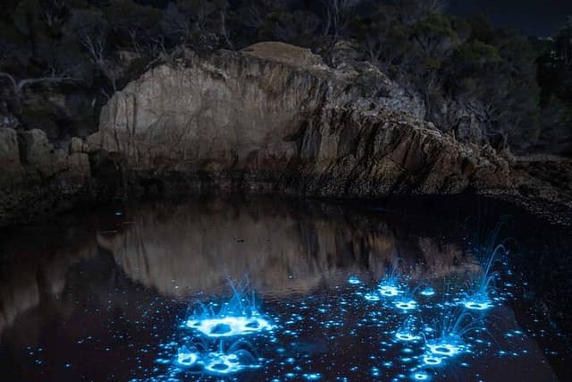 Auckland Bioluminescence Kayak Tour - Okura