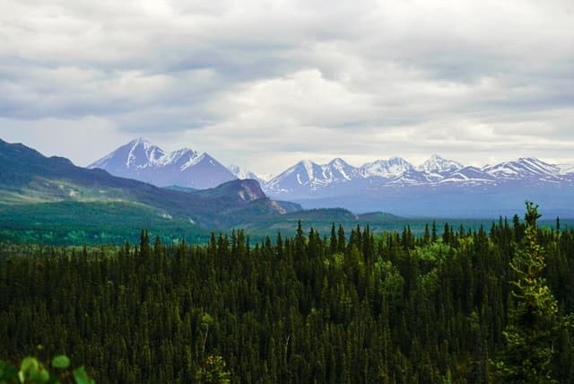 Naturalist Walking Tour at Denali National Park