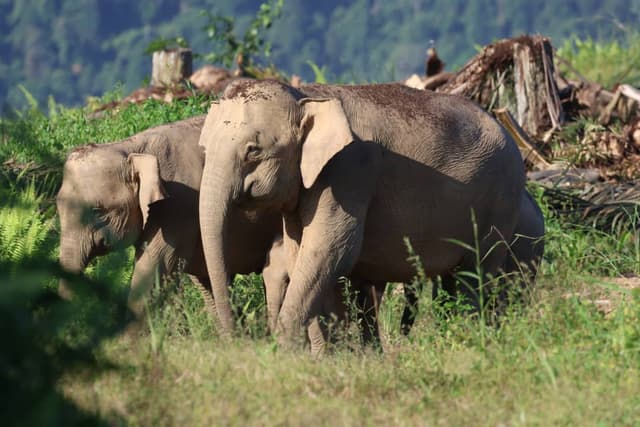 Plant4Borneo Elephants