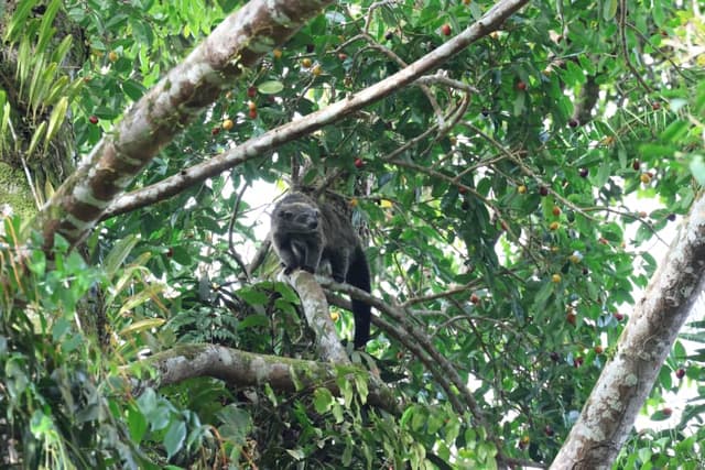 Tawau Hills and Kinabatangan wildlife safari | Borneo