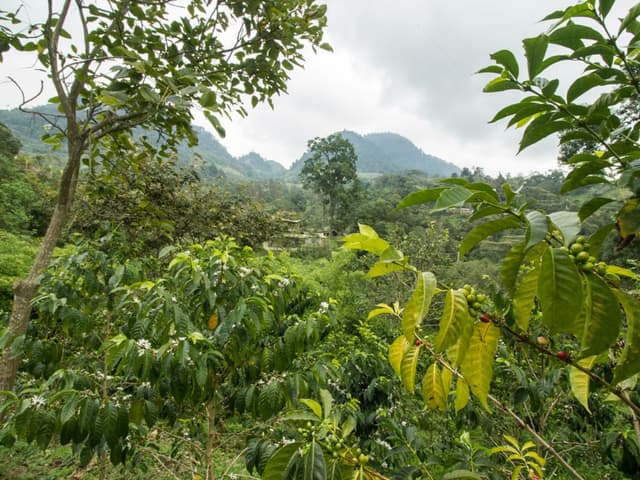 From Seed to Cup - Coffee Farm Experience at La Palma & El Tucán | Bogotá