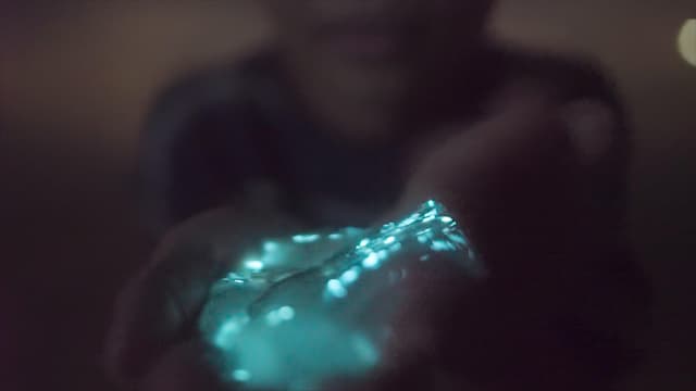 Comb Jelly Bioluminescence Tour