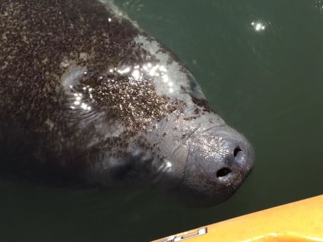Manatee & Dolphin Kayak Tour