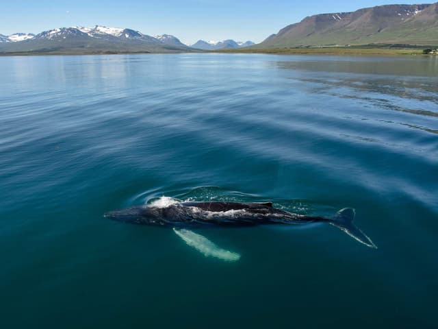 Akureyri Express Whales & Eyjafjord | Iceland