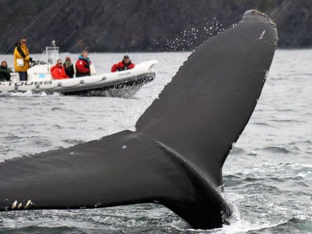 Ocean Safari | Newfoundland