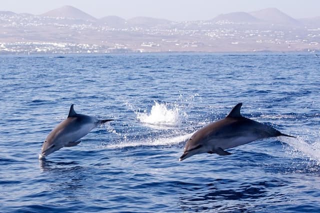 Private Morning Sea Safari | Lanzarote