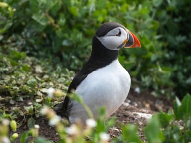 photo of atlantic puffin in the UK