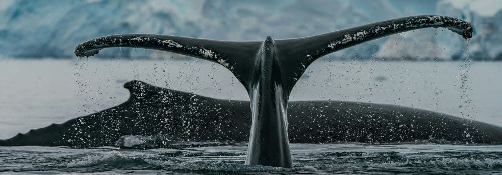 Picture of a whale's tail