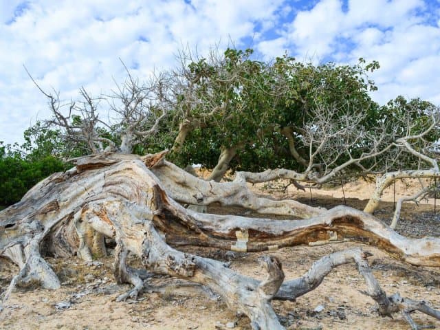 Private Hiking at the Fox Canyon from Cabo San Lucas