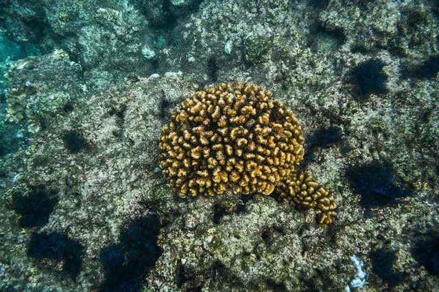 Private Los Cabos snorkelling tour to Chileno bay and Santa Maria cove