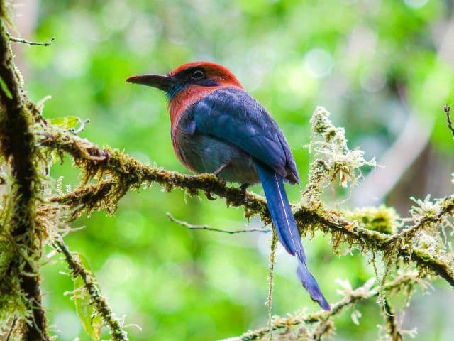 Children's Eternal Rainforest Expedition, La Fortuna