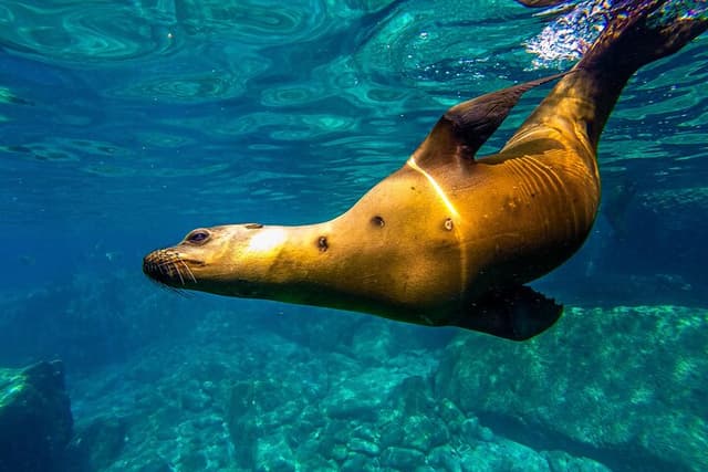 Whale sharks & sea lions snorkelling at Balandra Beach