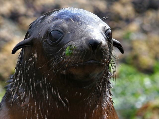 Phillip Island Seal Cruise