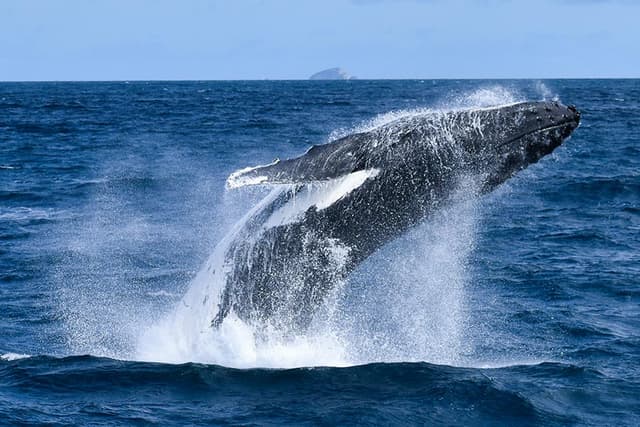 Wilsons Prom Whale Cruise | Victoria, Australia