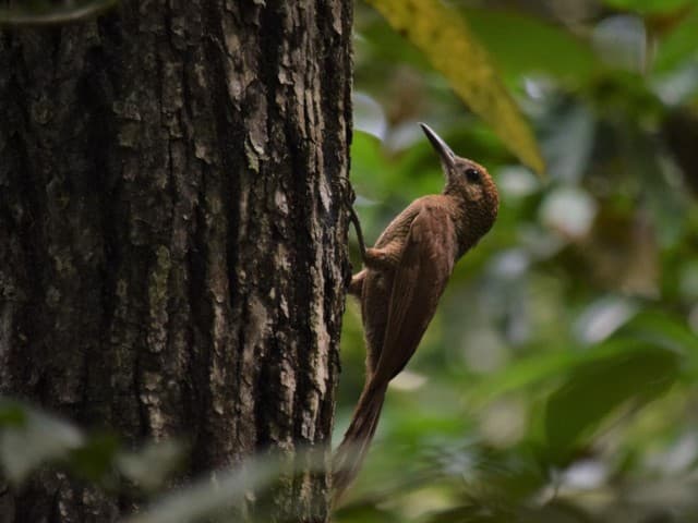 Private Puerto Morelos bird watching tour | Tulum
