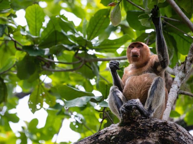 Discover Borneo: Rainforest, Wildlife & Indigenous Culture