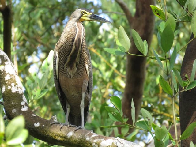Half day visit to Isla de Salamanca National Park