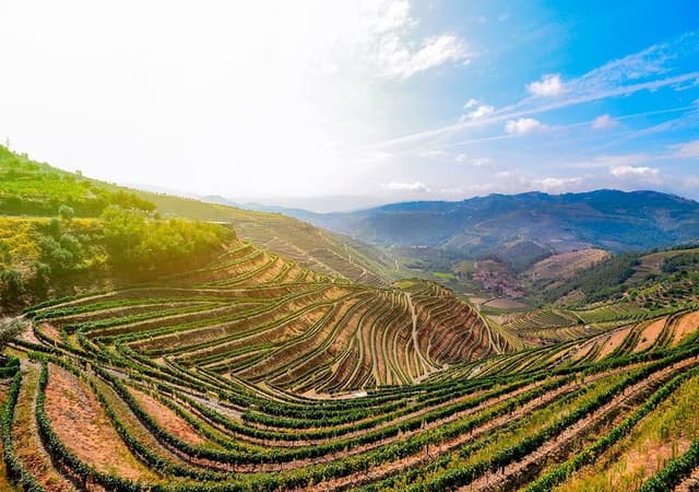 Douro Valley Historical Tour: Lunch, Winery, Tastings & Cruise